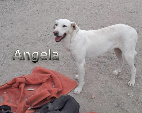 Angela-(2)web