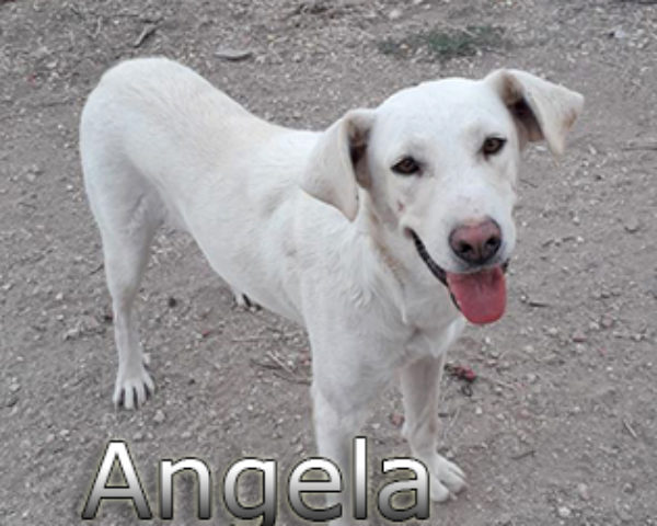 Angela-(6)web
