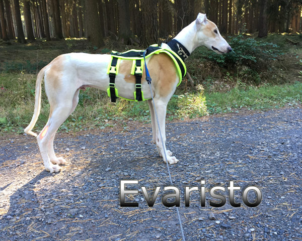 Evaristo (1)
