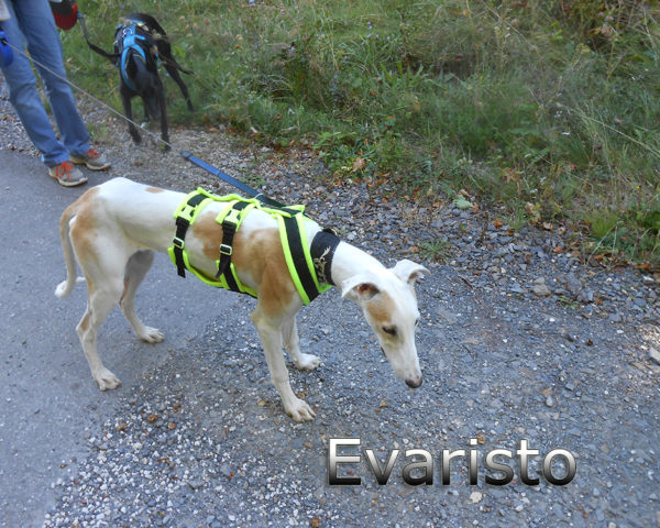 Evaristo (2)