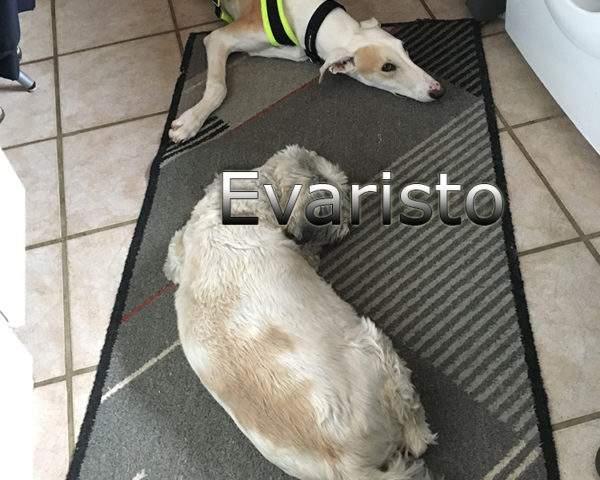 Evaristo (5)