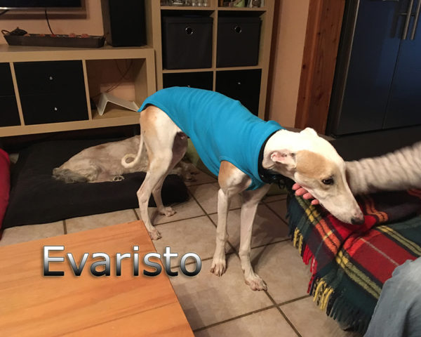 Evaristo (6)
