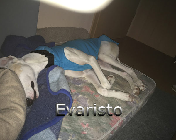 Evaristo (7)