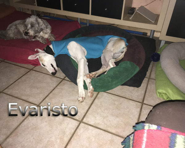 Evaristo (8)