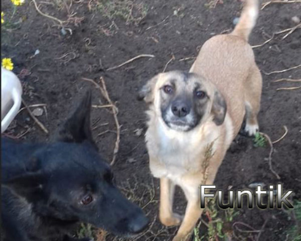 Funtik3b (1)