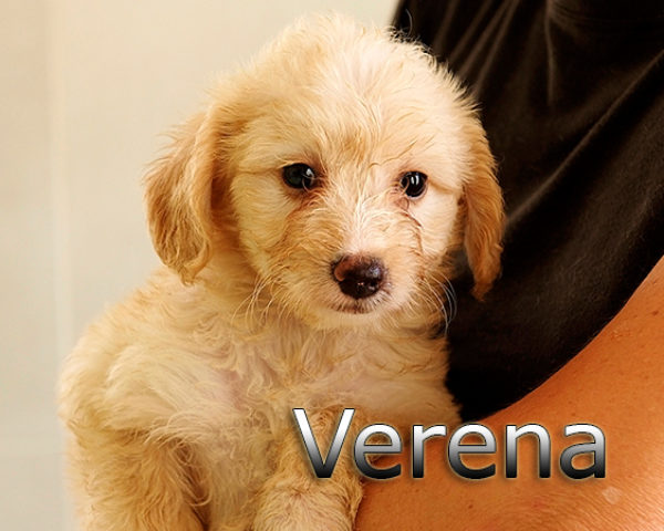 VERENA-001