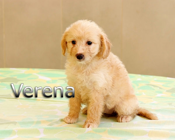 VERENA-005