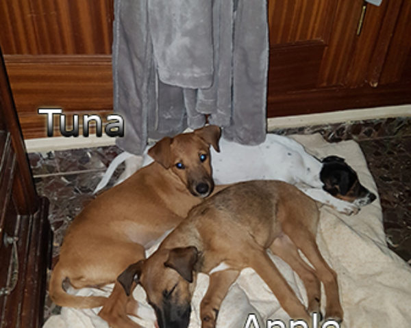 night_apple_tuna