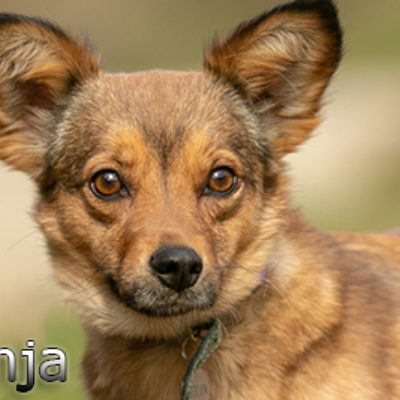 Fenja-(1)web