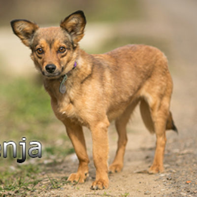 Fenja-(3)web