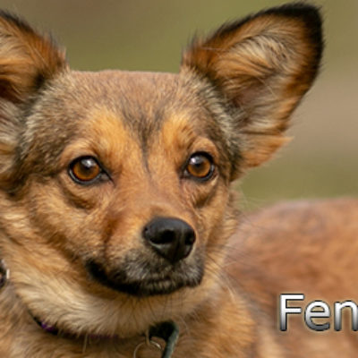 Fenja-(4)web