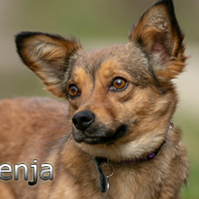 Fenja-(6)web