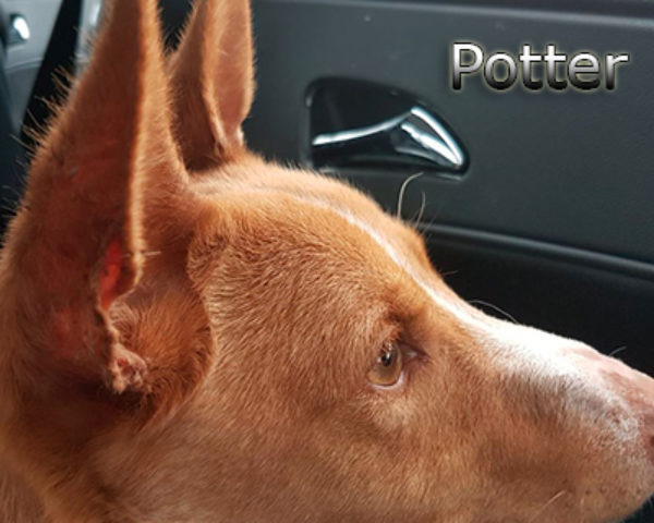 Potter4web