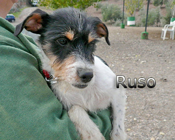 RUSO-011web
