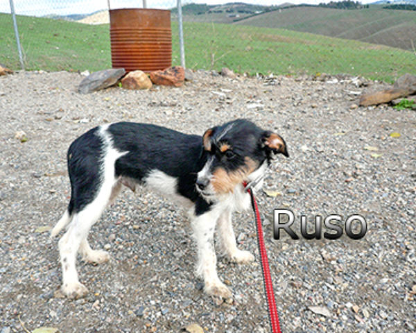 RUSO-013web