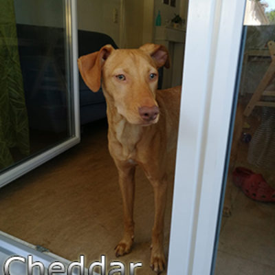 Cheddar_Update_06072019(1)web