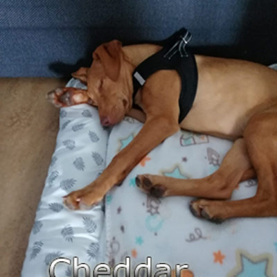 Cheddar_Update_06072019(3)web