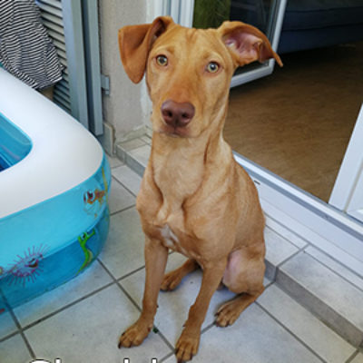 Cheddar_Update_06072019web