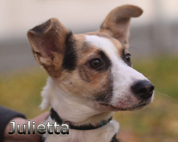Julietta2web
