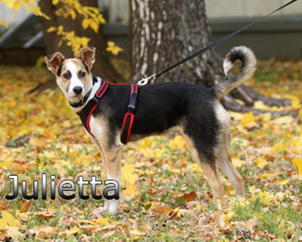 Julietta3web