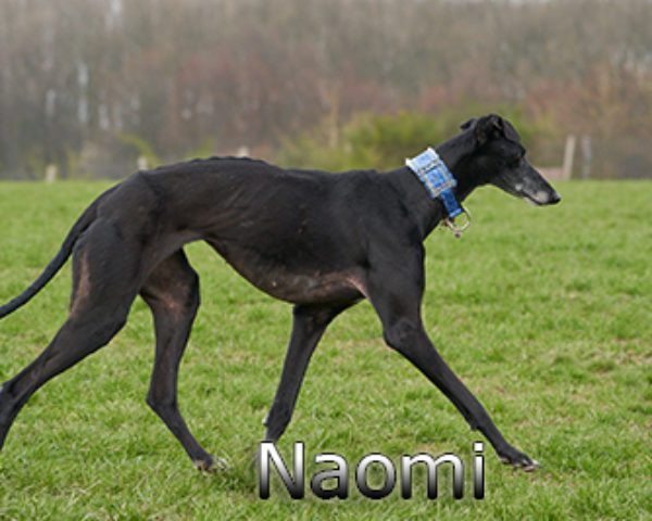 Naomi-(3)web