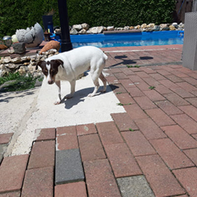 Sacarina_Update_25072019-(1)web