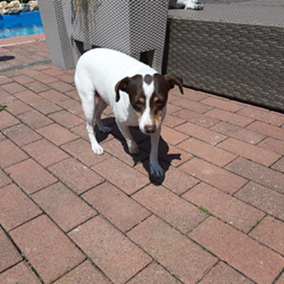 Sacarina_Update_25072019-(8)web