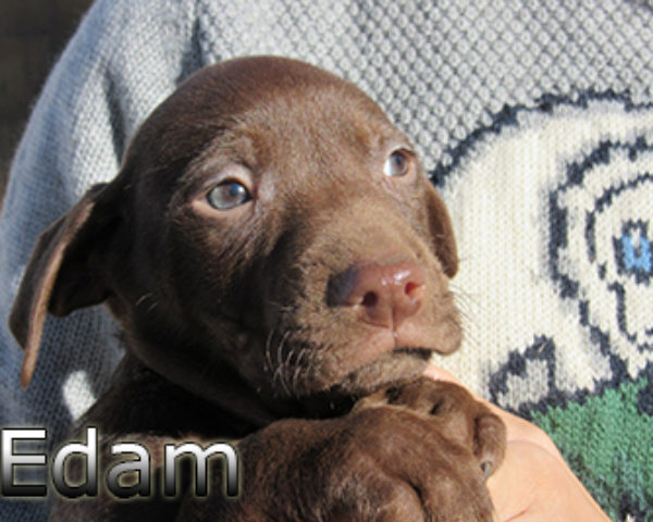 edam-(1)web