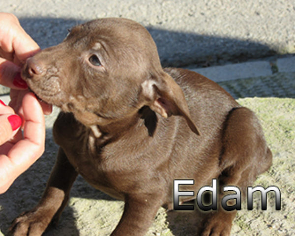 edam-(2)web