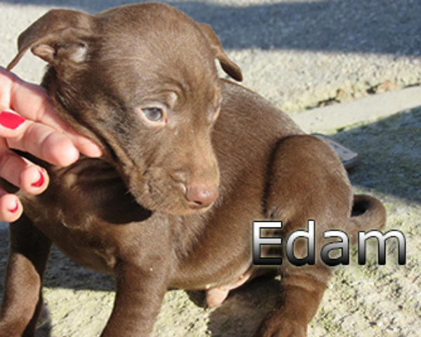 edam-(3)web