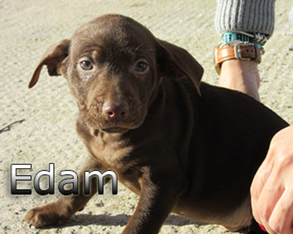 edam-(4)web