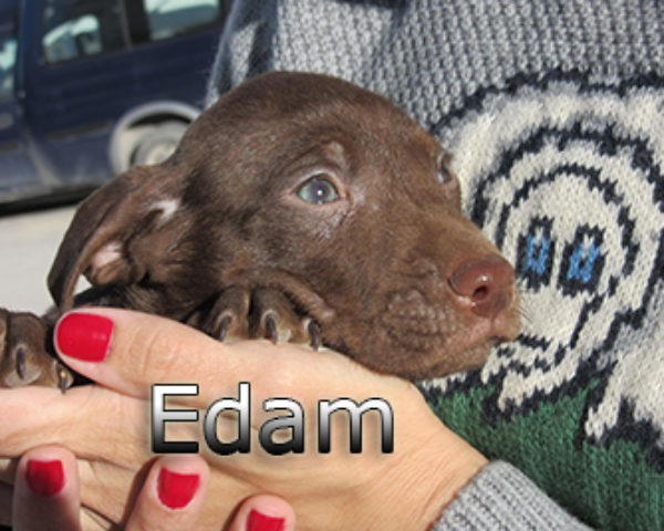 edam-(6)web
