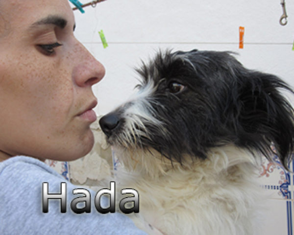 hada-(1)web
