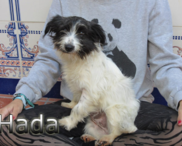 hada-(4)web