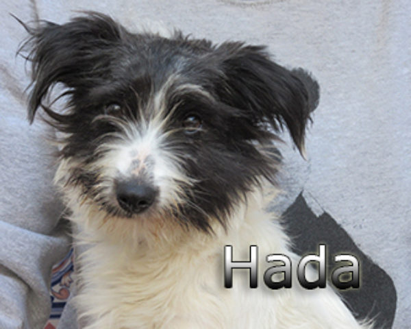hada-(5)web