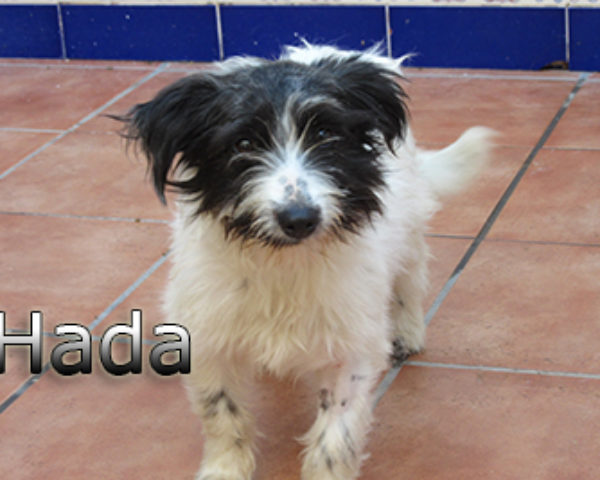hada-(8)web