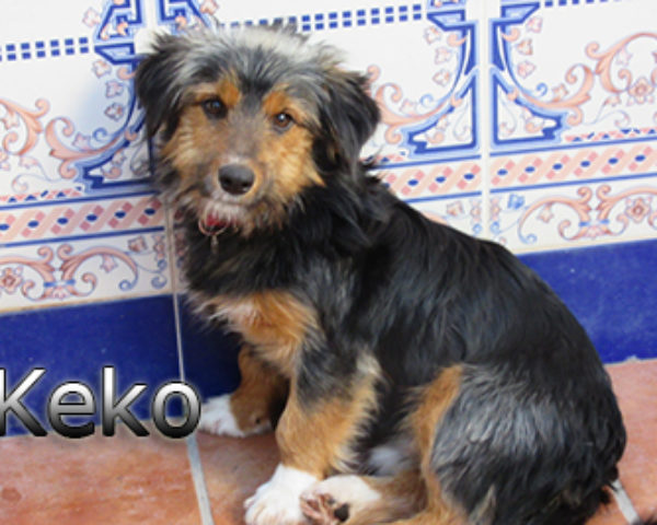 keko-(1)web