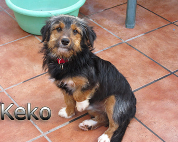 keko-(2)web