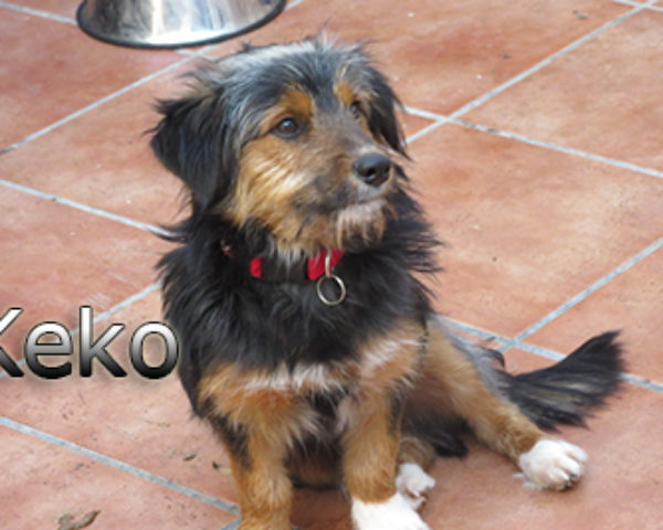keko-(3)web