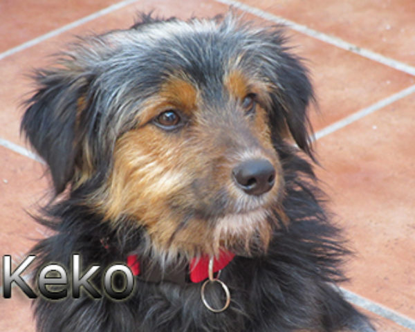 keko-(4)web