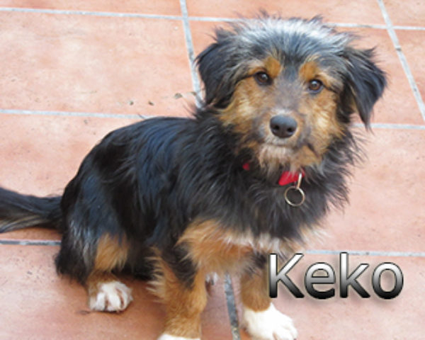 keko-(5)web