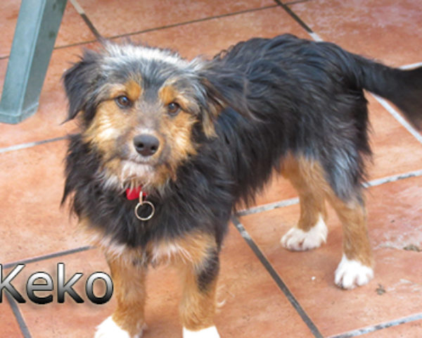 keko-(6)web