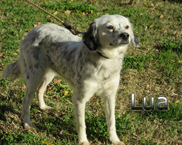 lua-(1)web