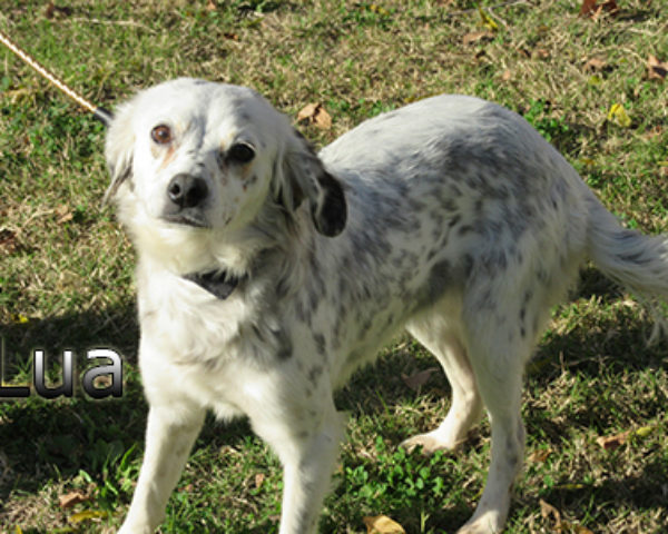 lua-(2)web