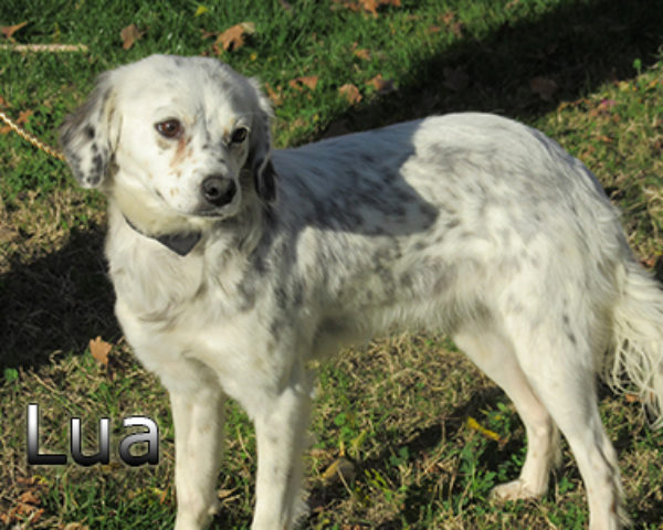 lua-(5)web