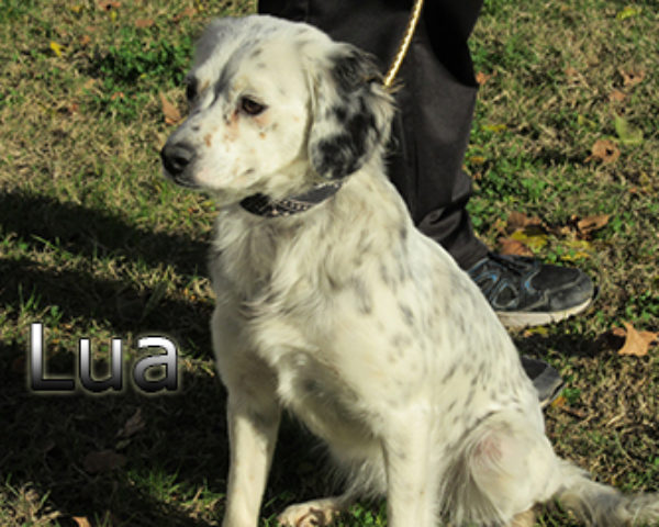 lua-(7)web