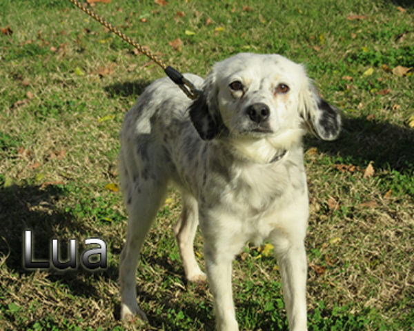 lua-(8)web