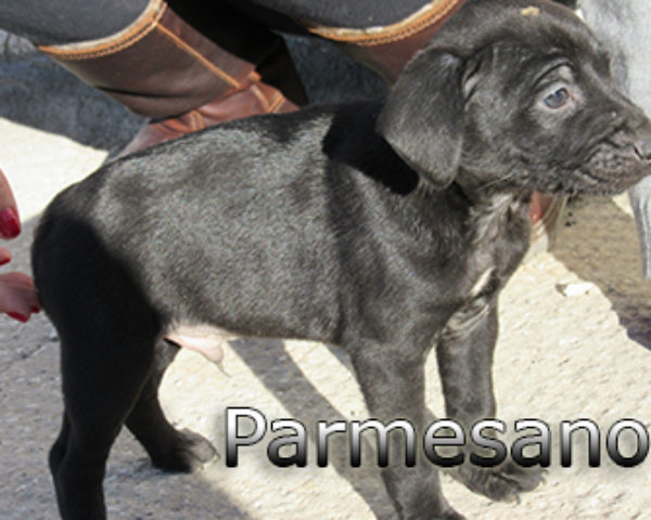 parmesano-(3)web