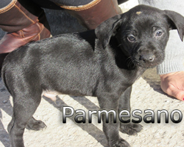 parmesano-(4)web