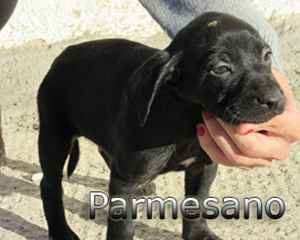 parmesano-(5)web